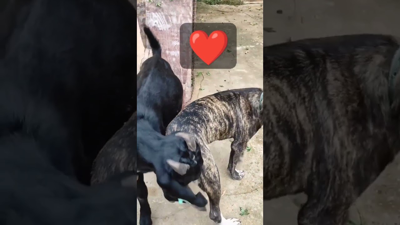 Goat and dog friendship