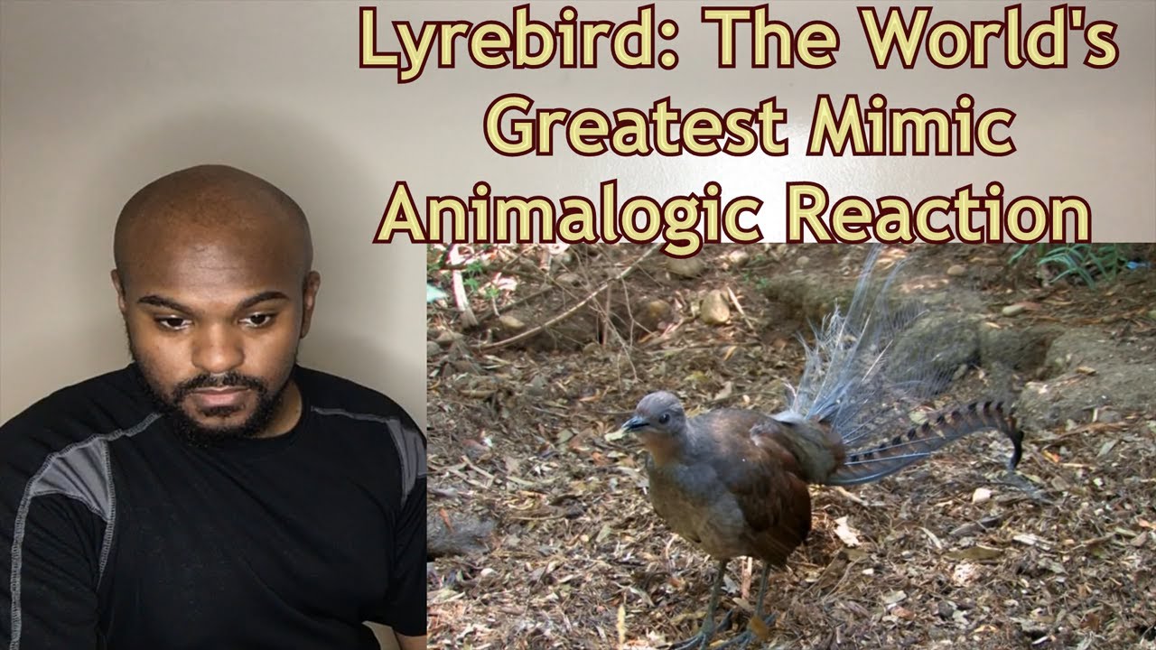 Imagine this bird at a construction site| Lyrebird: The World's Greatest Mimic | Animalogic REACTION