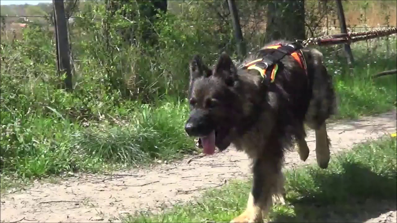 harnais traction mantrailing julius k9