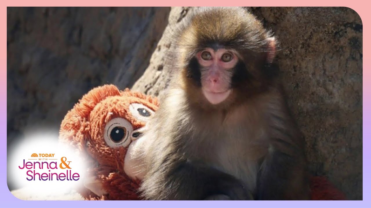 Punch the Monkey Goes Viral for Carrying Comfort Stuffie