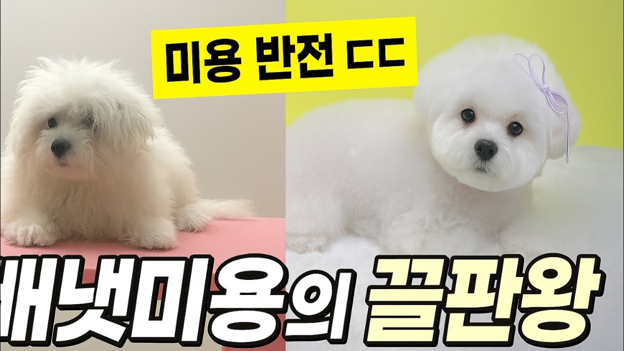 4개월 1kg 미니비숑, 배냇미용 첫 가위컷✂️ 극적 변신!