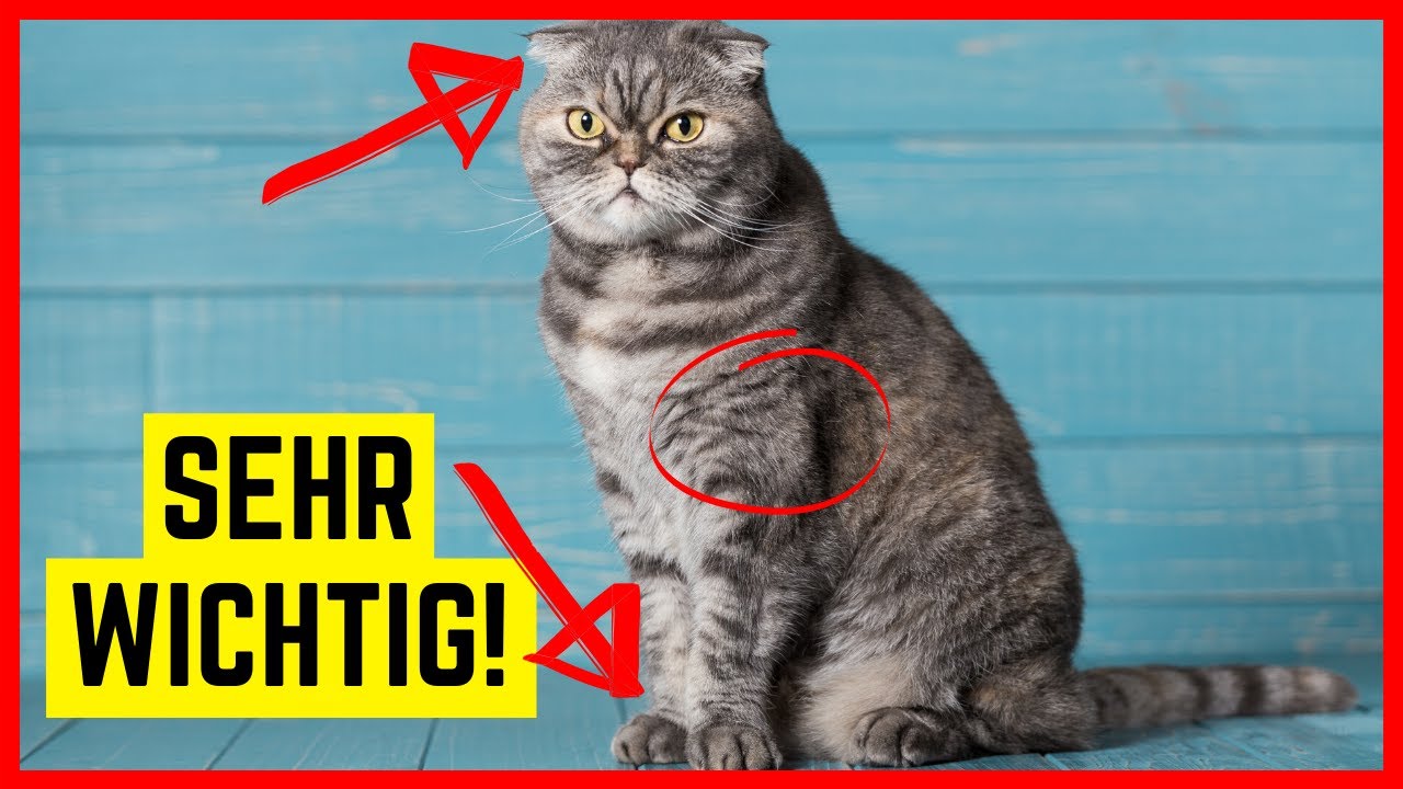 Kauf' keine Scottish Fold Katze, bevor du das hier gesehen hast...
