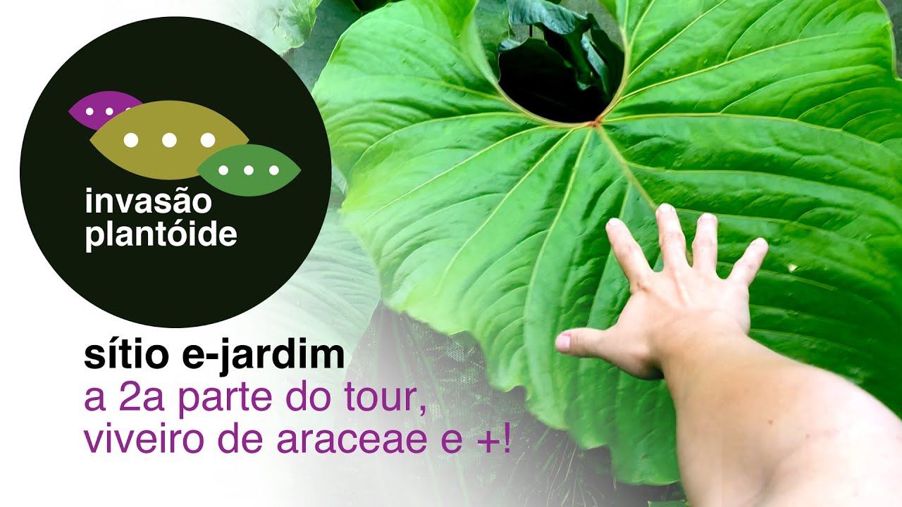 Sítio E-Jardim | Viveiro de Araceae e Plantas Tropicais | Parte 2 | Invasão Plantóide | Flay