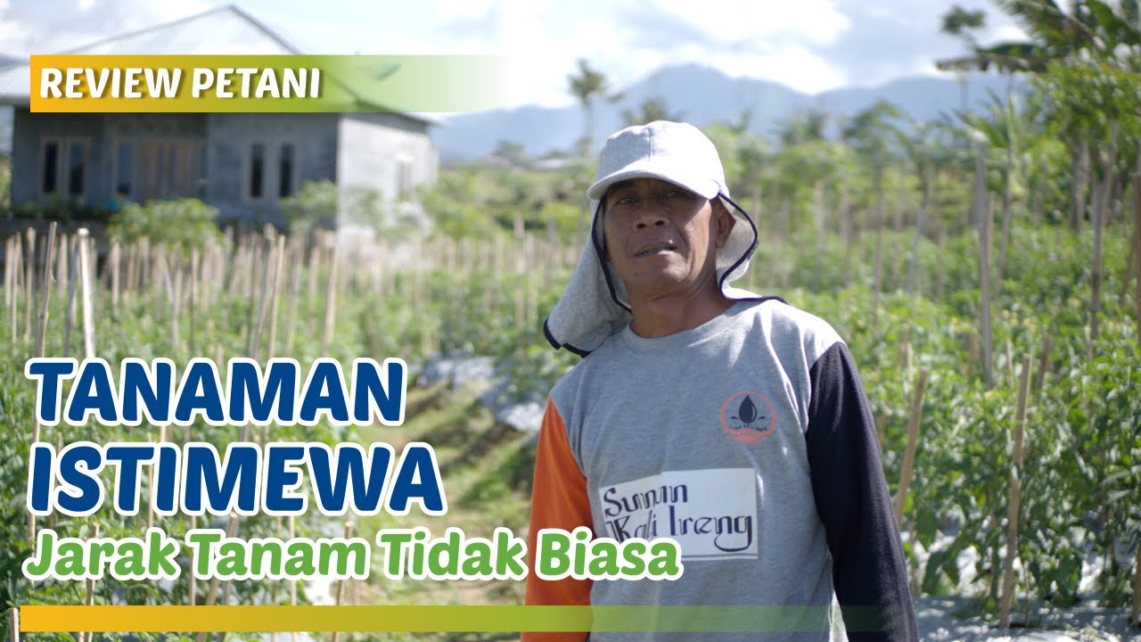Perawatan Tanaman Tumpangsari di Fase Vegetatif