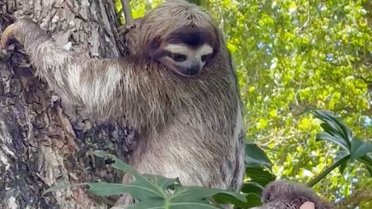 Die Faultier-Mama schaut ungläubig nach unten. Dann breitet sie ihre Arme aus