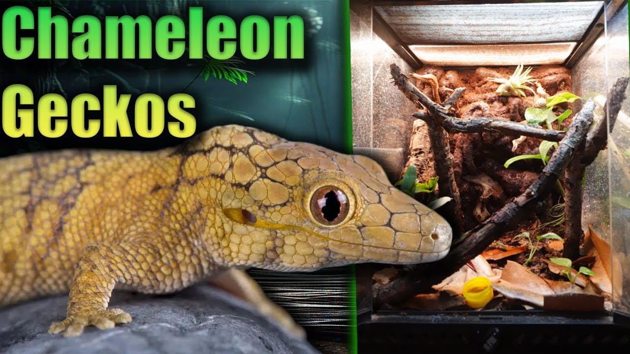 I Built A Mini Rain Forest For These Incredible Geckos! [Chameleon Gecko Bioactive Viv]