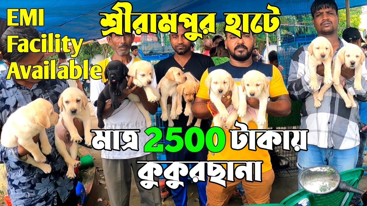 মাত্র 2500 টাকায় কুকুরছানা! Serampore Pet Market। Dog Market Serampore।