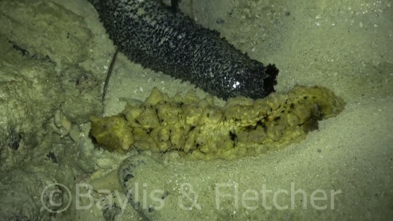 Sea Cucumbers, Malaysia. 20210908_234019.uhd