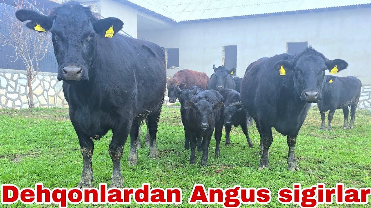 Dehqon akalarimizdan Angus ona bola va bo'g'oz sigirlar.22 февраля 2026 г.