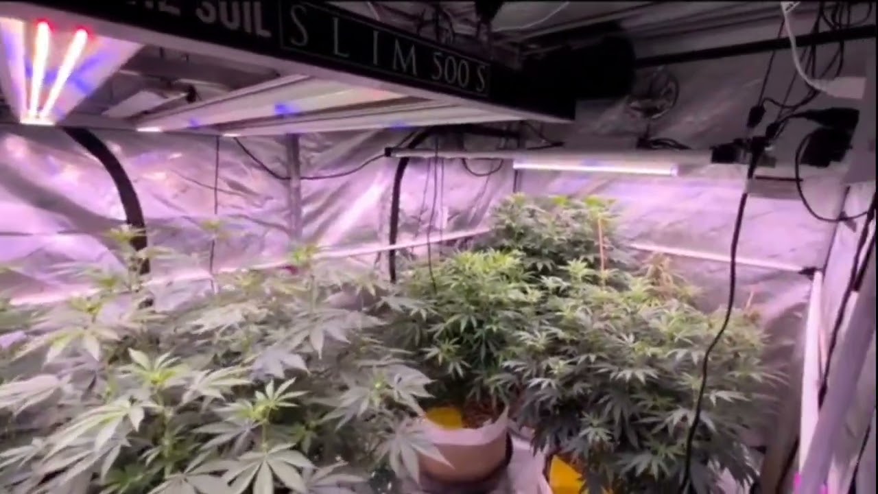 @MidMOGrower Slim 500S & Slim 600H 4x8 LED Grow Tent