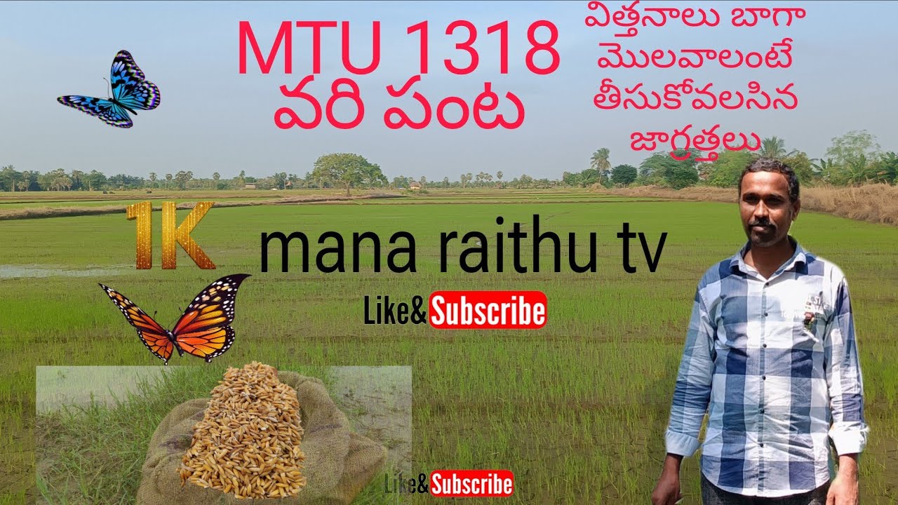 MTU 1318 వరి వెరైటీ | వెదజల్లే పద్ధతిలో అధిక దిగుబడికి చక్కటి మార్గం2025@ManaRaithutv #farming