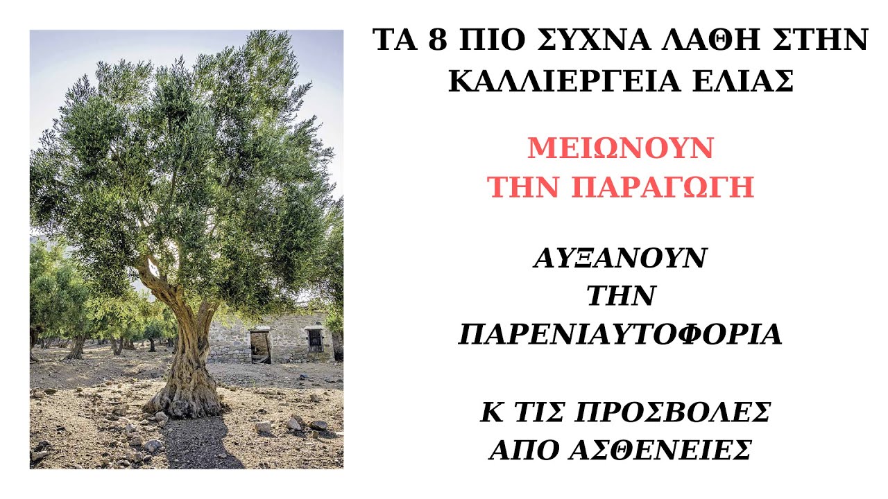 8 ΛΑΘΗ ΣΤΗΝ ΚΑΛΛΙΕΡΓΕΙΑ ΕΛΙΑΣ ΠΟΥ ΜΕΙΩΝΟΥΝ ΤΗΝ ΠΑΡΑΓΩΓΗ!Xenis flavors