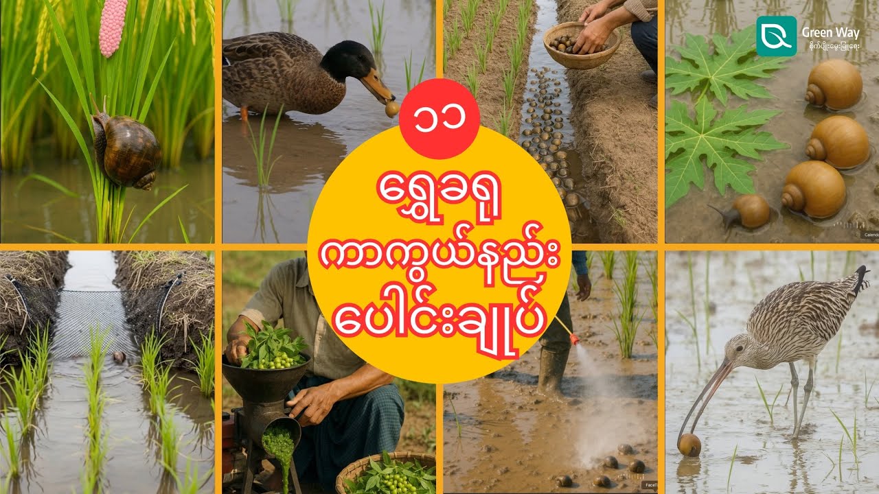 ရွှေခရုကာကွယ်နည်း ပေါင်းချုပ် (ထိထိရောက်ရောက်ကာကွယ်နိုင်ဖို့)