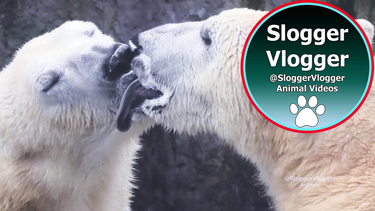 French Kissing Polar Bears