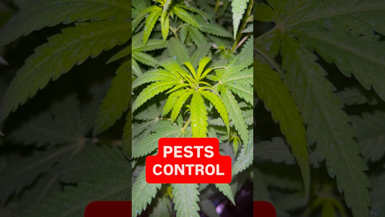 How to control pests on Cannabis plants? / How to get rid of Weed pests