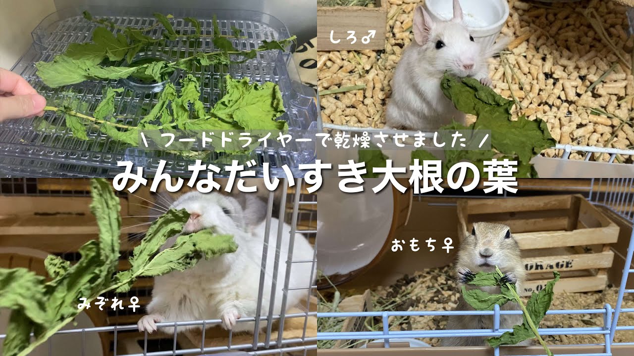 《フードドライヤーで作る》自家製パリパリ大根の葉をみんなにあげるよ〜【デグー.チンチラ.リチャードソンジリス】
