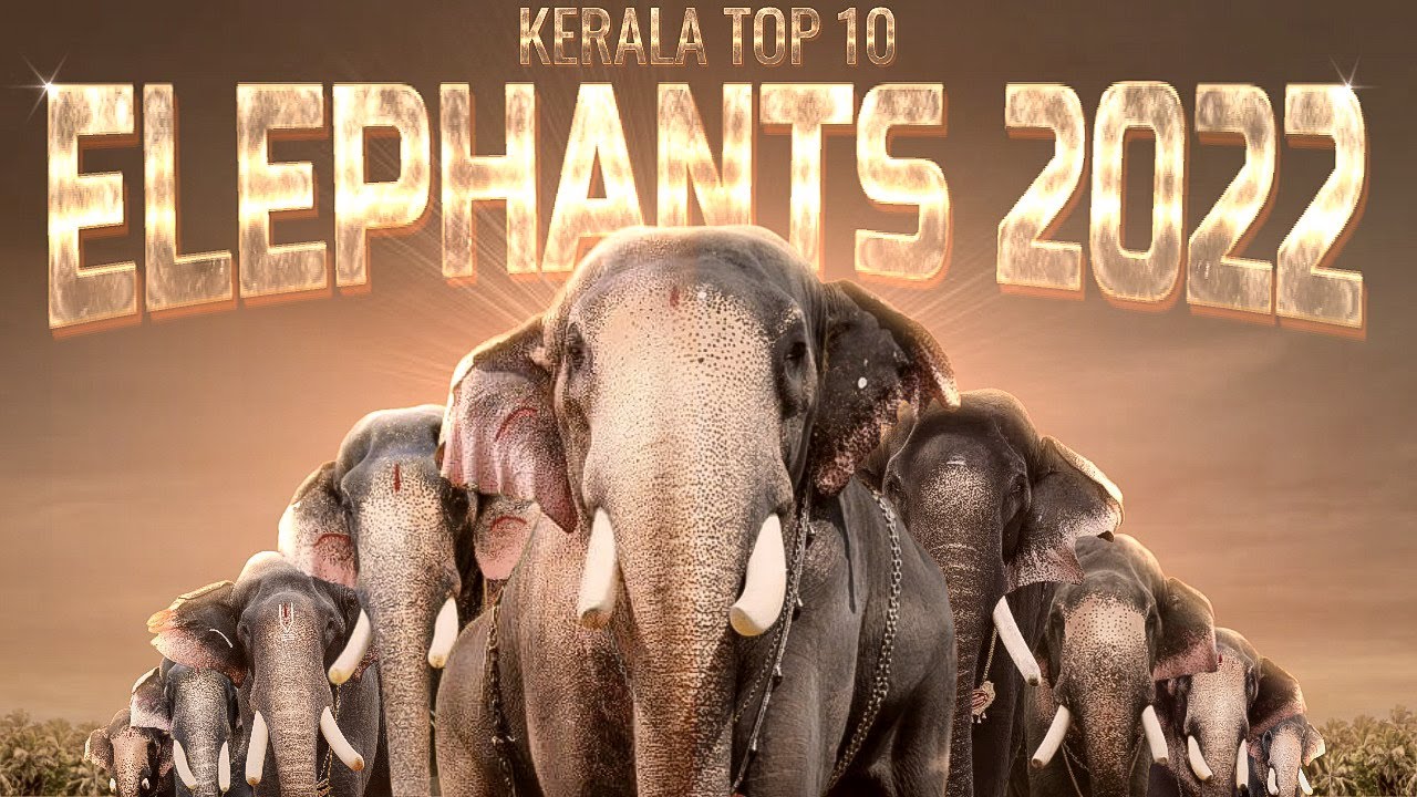 Kerala Top 10 Elephants 2022