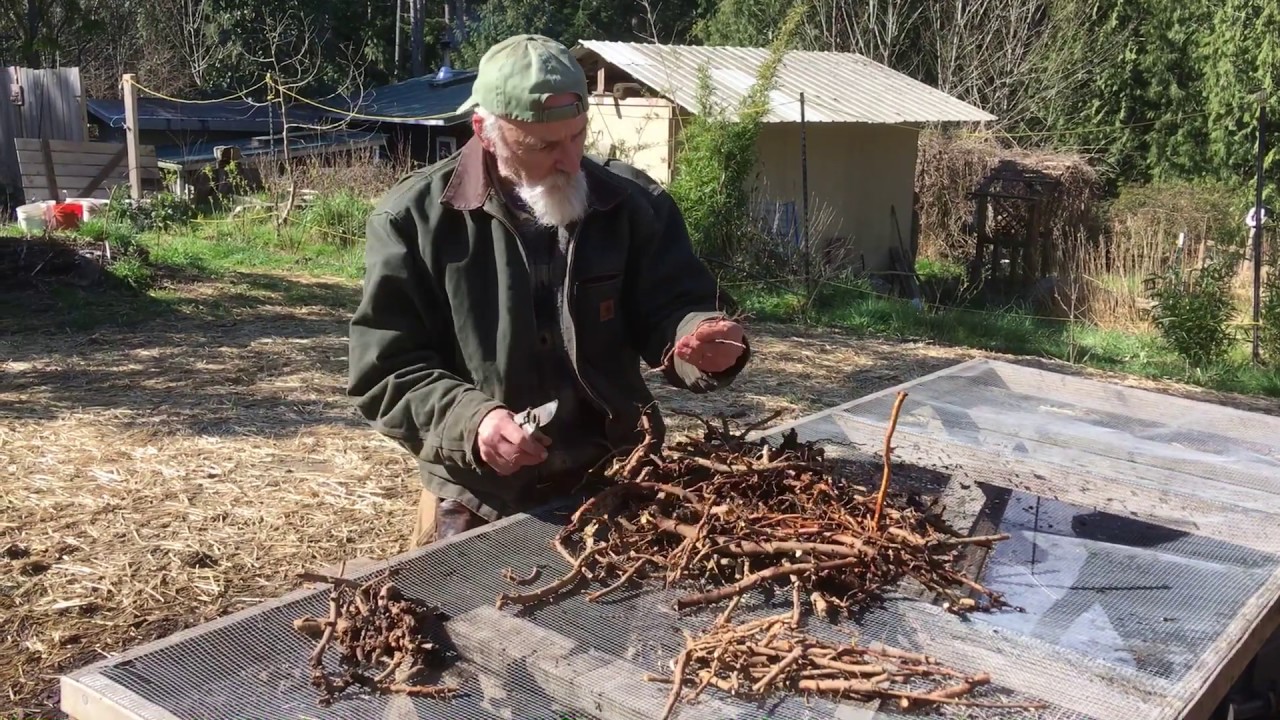 Licorice Root - How to Grow with Michael Pilarski 
