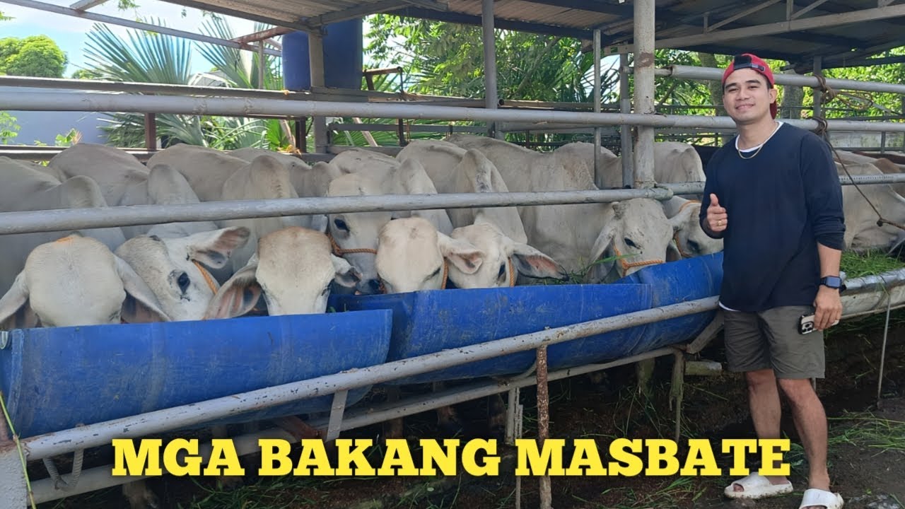 Mga Bakang Masbate sa Lucena City Quezon