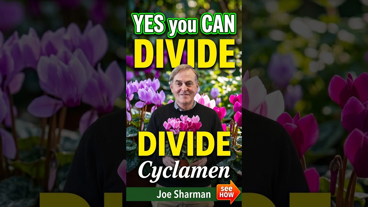 YES you CAN divide Cyclamen - see HOW