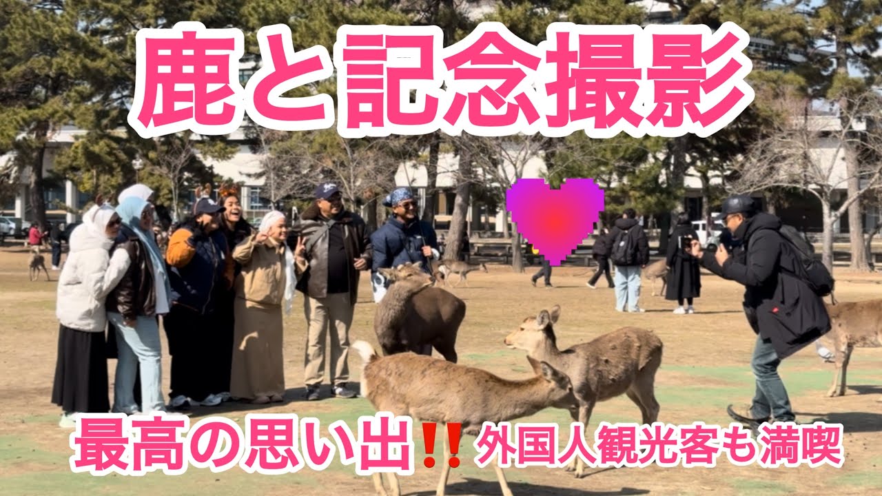 鹿と記念撮影🩷最高の思い出‼️外国人観光客も満喫NARA  PARK
