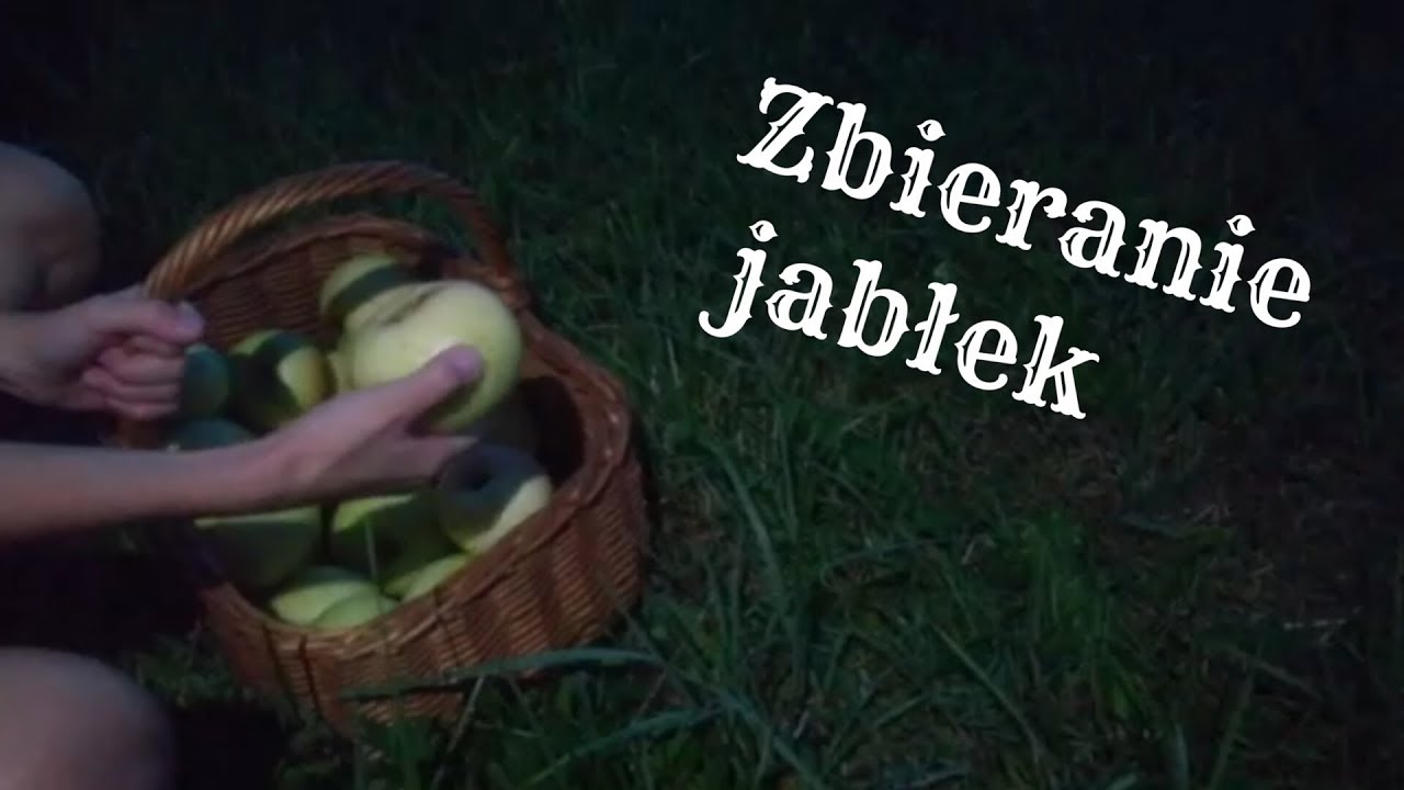 Idziemy zbierać jabłka.
