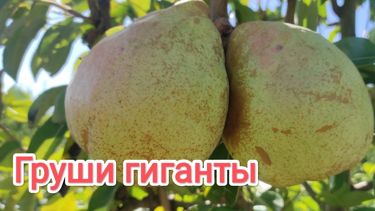 Груши гиганты, сорт Бере Дюрондо. 