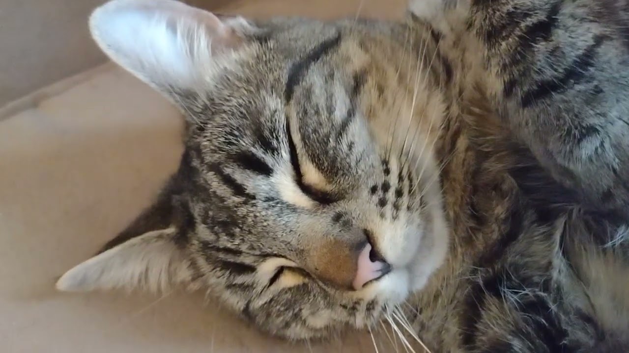 😺How to CUT Cat CLAWS(nails) Correctly!! -With Regular Nail Clippers (Very Important INFO on vid2)