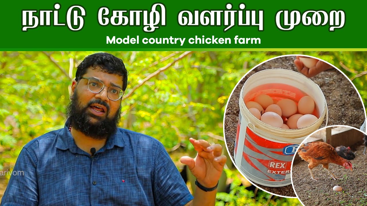 Model country chicken farm | நாட்டு கோழி வளர்ப்பு முறை | poultry farming business plan