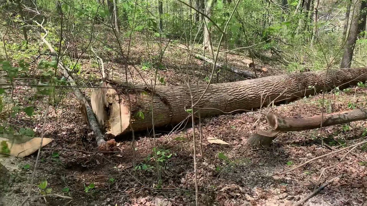 Skidders vs big trees!