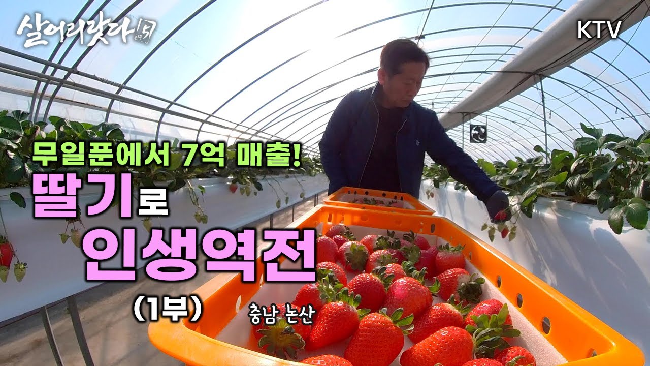 (충남 논산) 1부 - 무일푼에서 7억 매출! 딸기로 인생역전 koreatv, organic, Strawberry, Agriculture, farm (시즌5)