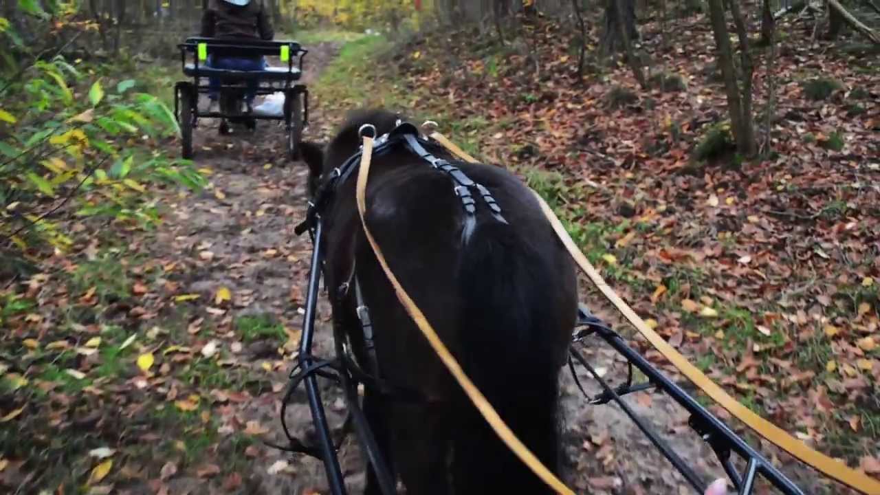[Pferde] Sulky fahren mit Muffin und Leika