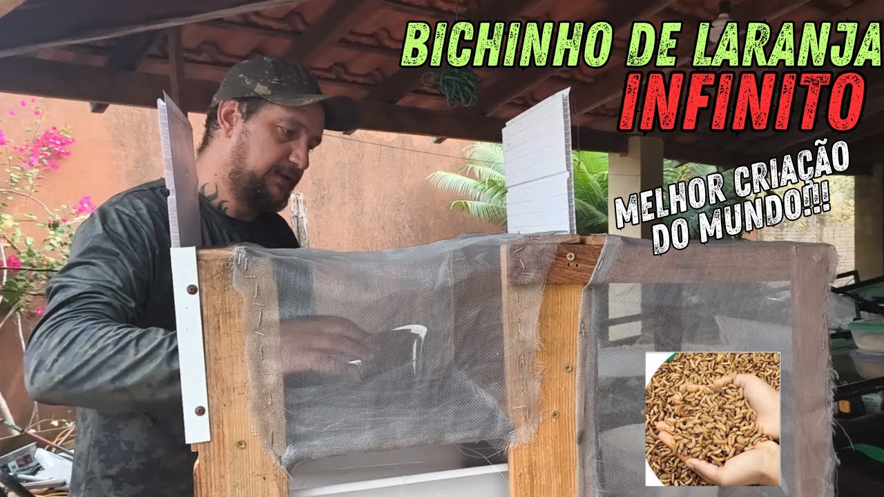 O SEGREDO PARA TER BICHINHO DE LARANJA INFINITO