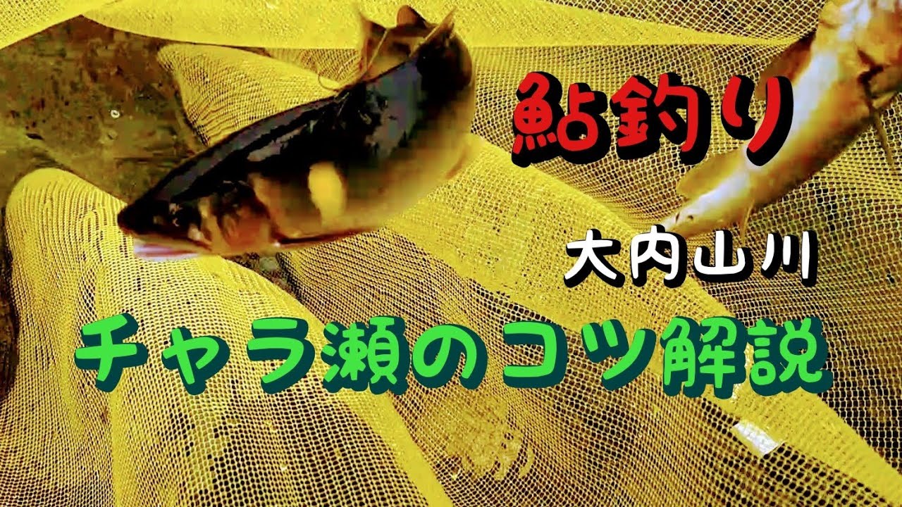 鮎釣り　チャラ瀬の釣り方【オトリ操作解説】