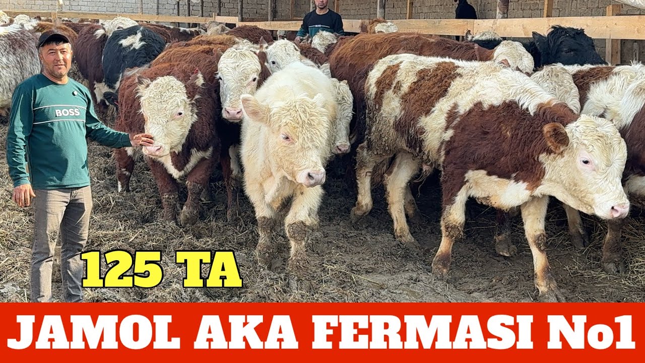 JAMOL AKA FERMASI 125 BOSH SIMENTAL AVLIKOL GREFORD BUQALARI KELDI