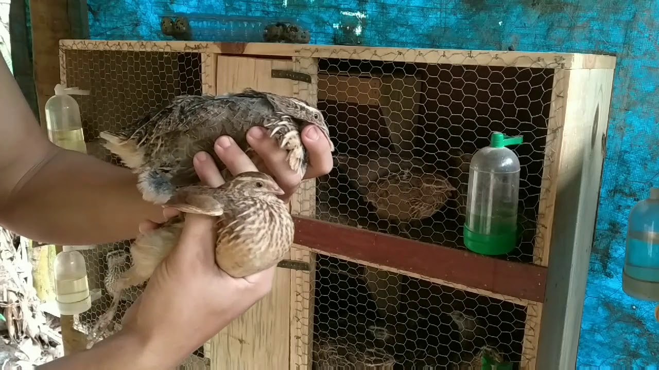 Como eu fiz minhas gaiolas de codornas