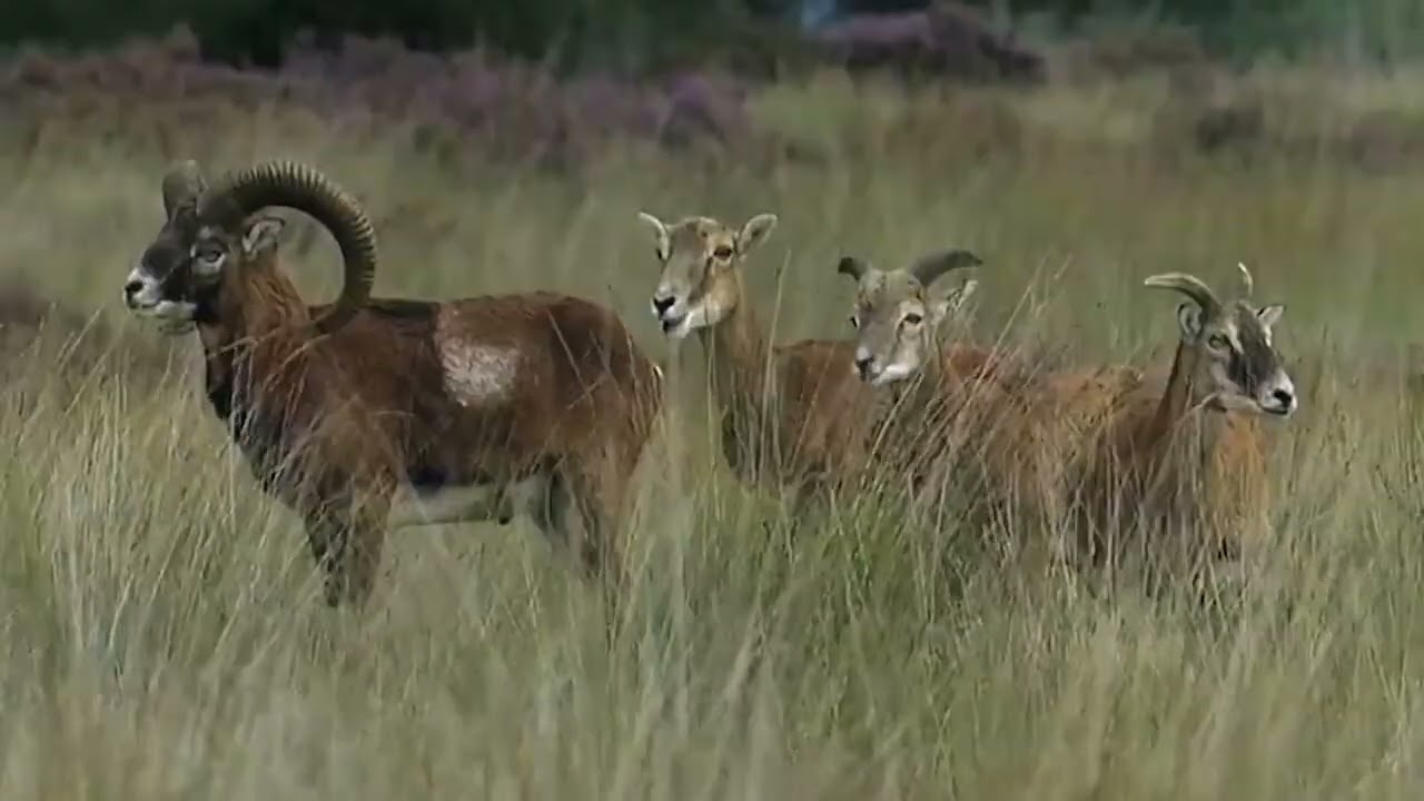 Moeflons in Het Nationale Park De Hoge Veluwe