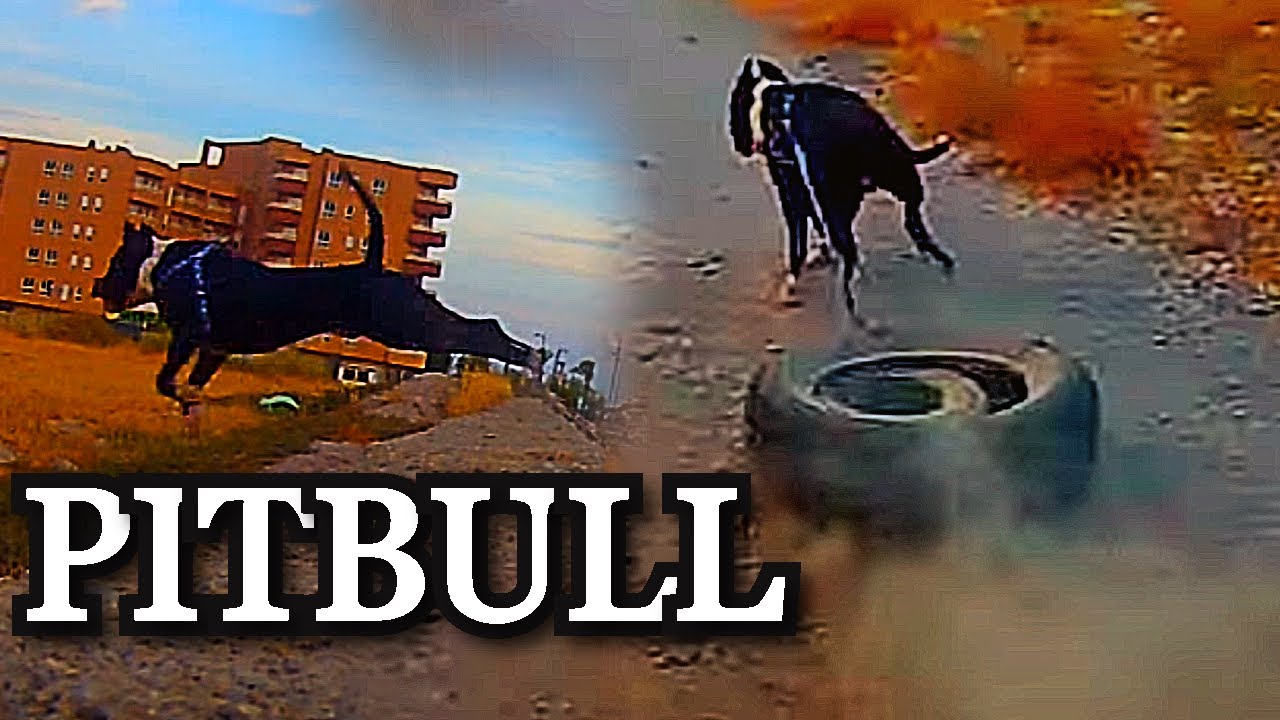 ENTRENA A TU PERRO l Entrenamiento para PITBULL