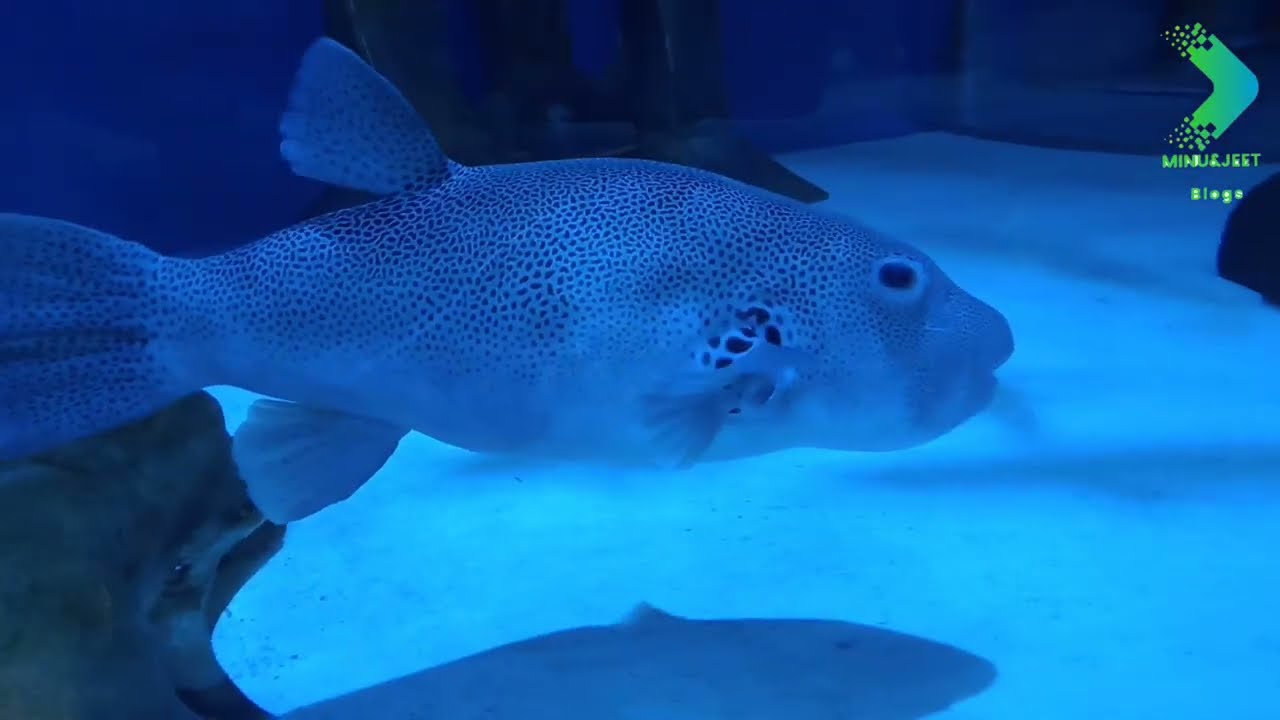 Sharjah Aquarium Tour 2026 | Family Friendly Underwater World in Sharjah UAE | Sharjah Tourist Place