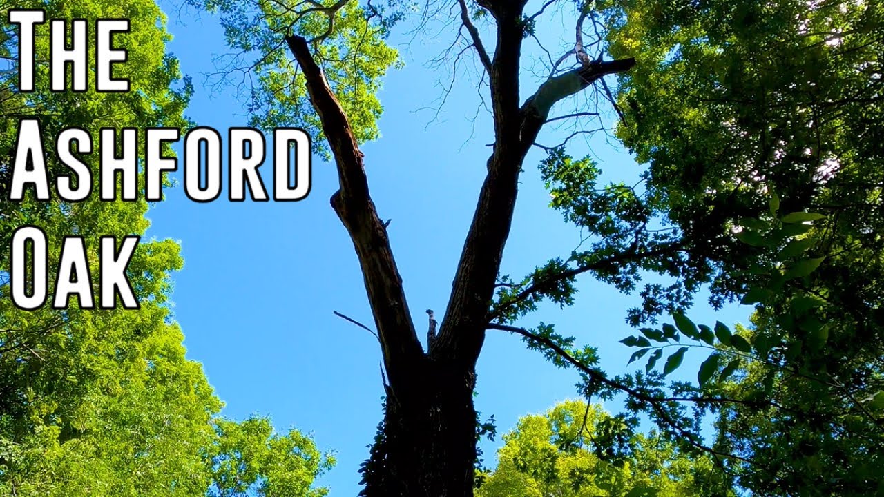 The Biggest Red Oak Tree In Connecticut (Champion Tree Hunting)