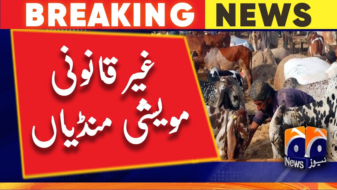 Karachi illegal cattle markets to face action