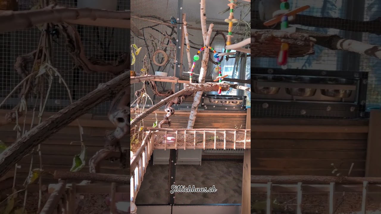 Wellensittiche und Nymphensittiche zusammen durch den Winter im Vogelzimmer ❤️