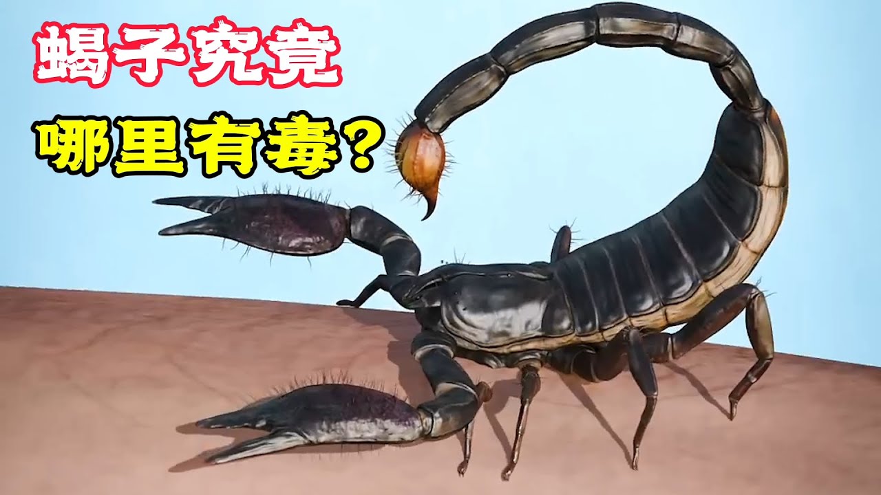 蝎子為什麼螫人，到底哪裡有毒，你知道嗎？科普動畫《蝎子螫人》。電影，短片，成精，解說，搞笑，動畫，動作，喜劇，獵奇，奇幻，腦洞，科幻，超能力，short film