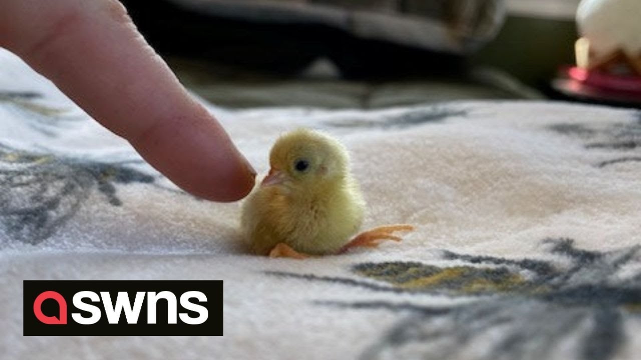 Newborn quails the 'size of bumblebees' cause mini stampede in farmer's house | SWNS