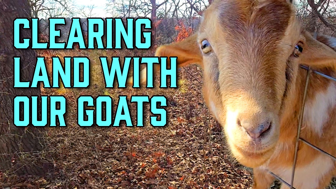 Garden Goat Pen - Part 1 - 2.5.26