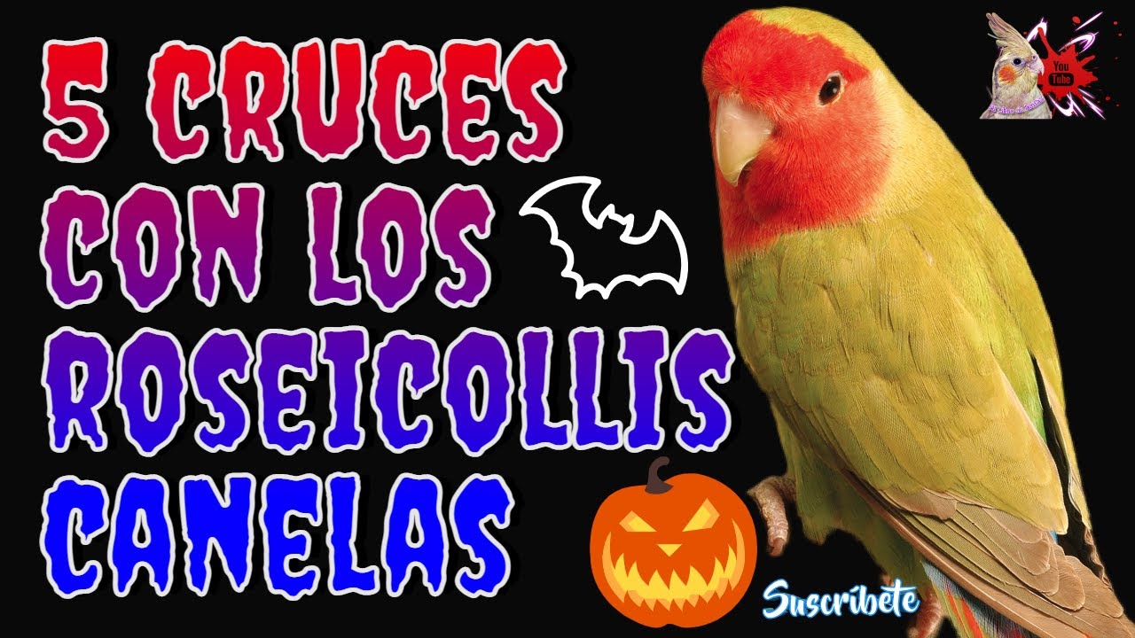 Mutacion de Roseicollis Ligada al Cromosoma 