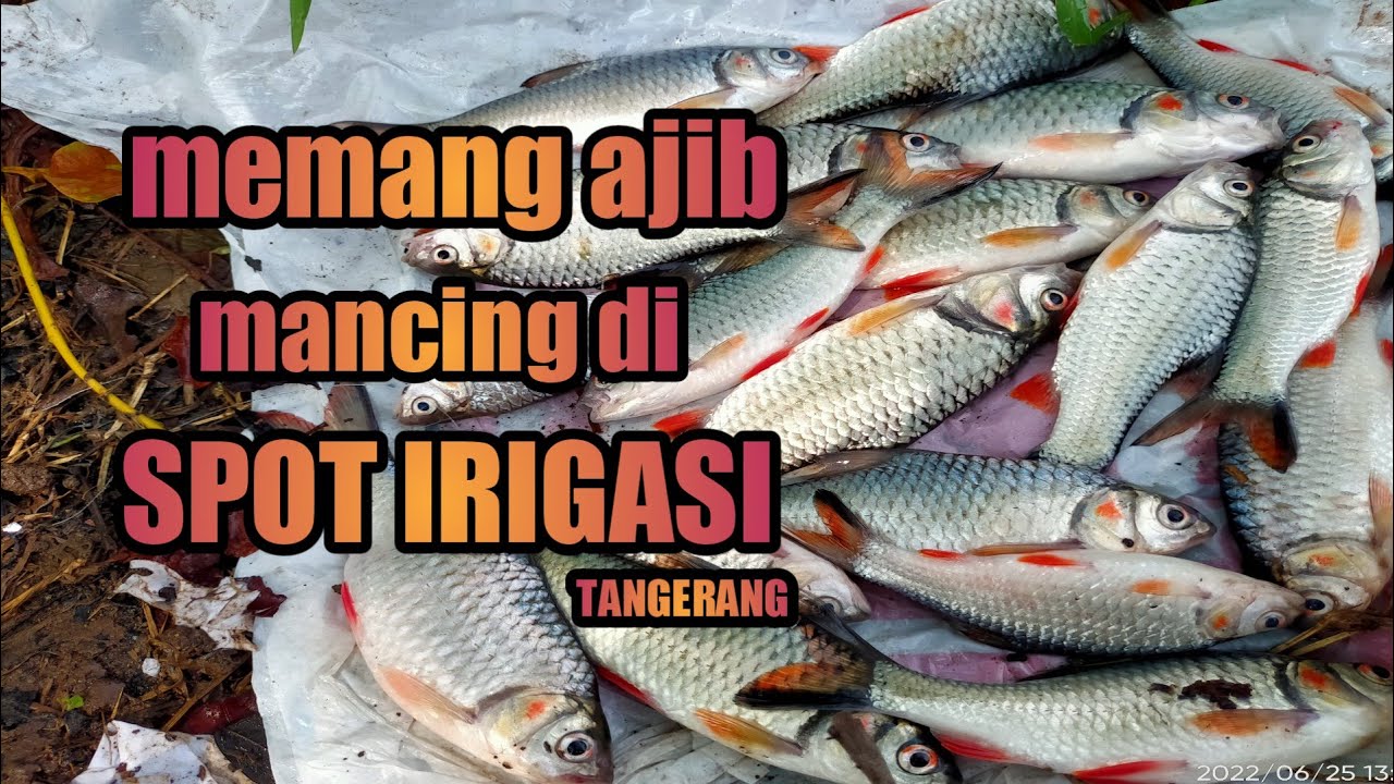 pesta strek mancing di spot irigasi tangerang - spot mancing irigasi pakuhaji tangerang