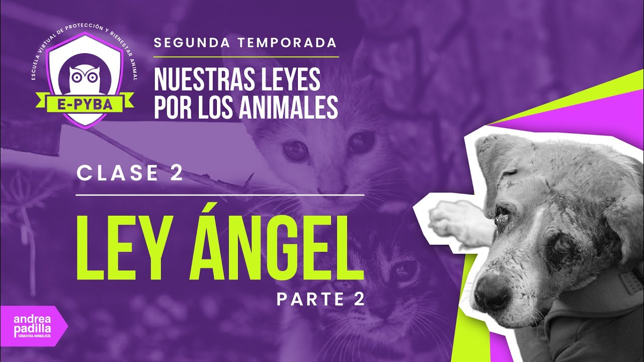 CLASE 2 SEGUNDA ESCUELA E-PYBA: LEY ANGEL 2 PARTE