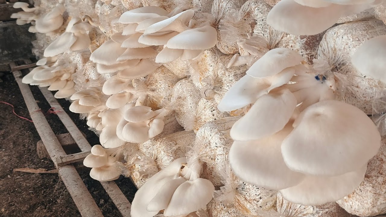 oyster mushroom guys#mushroom #jamurtiram #mushroomfarm 