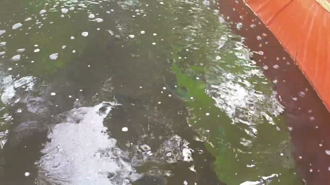 Liat ikan sore hari